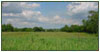 Wallace Homestead